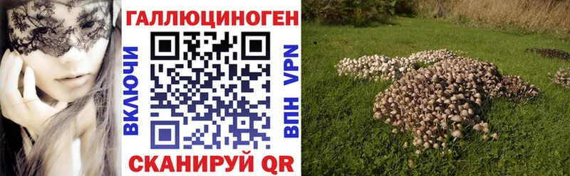 Псилоцибиновые грибы Cubensis  Балтийск 